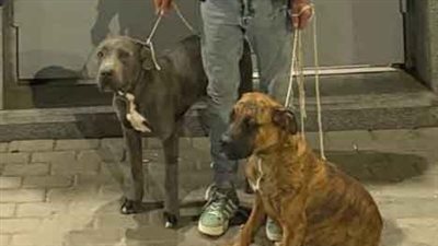 المتهم والكلاب بحوزته