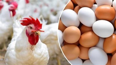 القصة الكاملة لحظر السعودية استيراد الفراخ والبيض من مصر