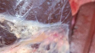 إعدام بقرة مصابة بالسل الدخني داخل مجزر الزرقا حفاظا على صحة المواطنين 