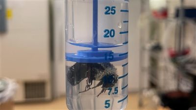 دراسة مذهلة.. ملكات النحل قادرة على التنفس تحت الماء لمدة أسبوع كامل