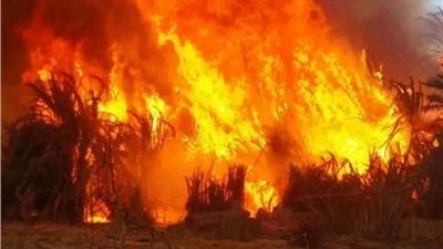 السيطرة على حريق بمزرعة دواجن في كفر الشيخ.. صور