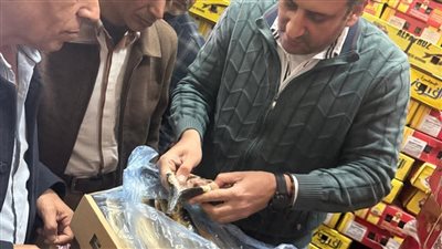 حملات تموينية تضبط 5.5 طن رنجة غير صالحة بكفر الزيات