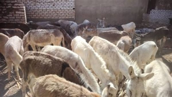 جانب من المضبوطات