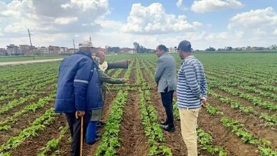 الزراعة تكثف متابعة الصوب ودعم المزارعين بالجيزة والبحيرة والنوبارية