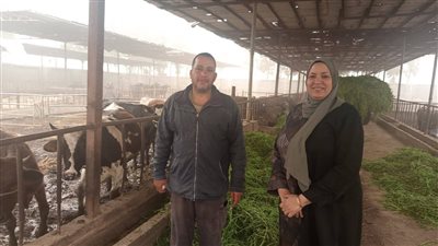 بيطري دمياط يواصل تنفيذ الحملة القومية لتحصين الماشية ضد الجلد العقدي وجدري الأغنام 