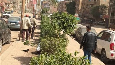 210 أشجار جديدة تُزرع بمركزي بني مزار ومطاي ضمن جهود تجميل المحافظة