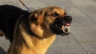 إصابة 10 أشخاص عقرهم كلب مسعور بقرية الحجيرات بقنا 