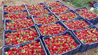 بسبب اتساع المساحات.. أزمة انخفاض أسعار الفراولة تهدد بخراب بيوت الفلاحين