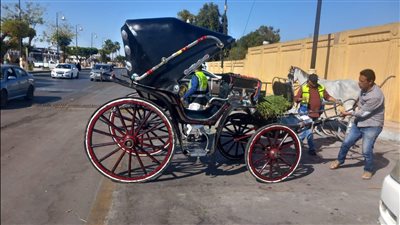 الأقصر تواصل جهودها لتقنين أوضاع «الحنطور» وضبط المخالفات المرورية.. صور