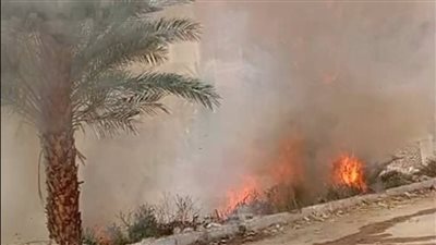 حريق هائل يلتهم «كرم نخيل» بمحيط موقف الدير في إسنا جنوب الأقصر