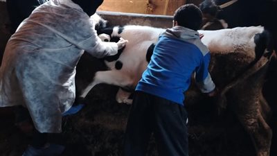 ضمن الحملة القومية لتحصين الماشية ضد الجلد العقدي.. تحصين 185،283 حيوانًا بالغربية