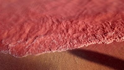 محافظة البحر الأحمر توضح حقيقة ظهور اللون الأحمر بالشواطئ