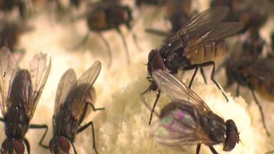 سر غزو جيوش الذباب لبيوت المصريين