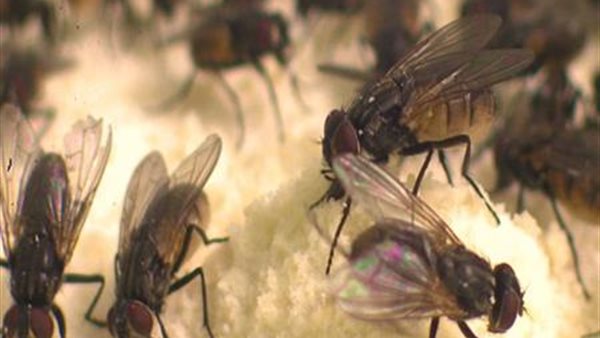 سر غزو جيوش الذباب لبيوت المصريين