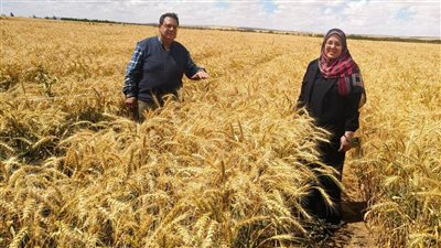 تقنية جديدة تفتح آفاقًا لزراعة الأراضي الصحراوية المتأثرة بالأملاح