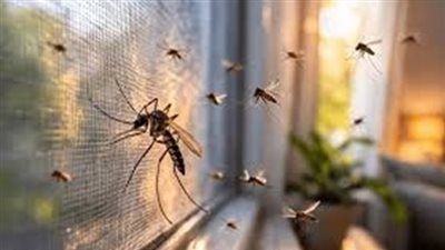 الدليل الشامل حول أفضل الطرق الطبيعية للتخلص من الناموس والحشرات الصيفية