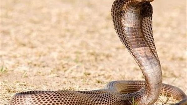 كوبرا الغربية