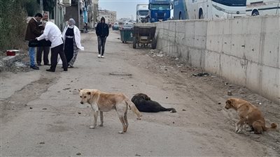 تحصين 22 كلبا ضالا بمدينة الزرقا ضمن جهود مكافحة مرض السعار بدمياط