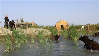الحياة تعود إلى أهوار العراق بعد سنوات من الجفاف