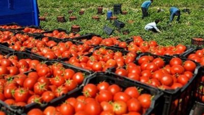 التموين تطرح الطماطم بـ20 جنيهًا بالمجمعات الاستهلاكية