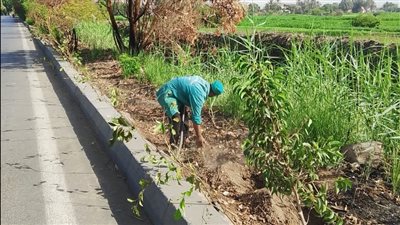 بالصور.. حملات مكثفة لتجميل وزيادة المسطحات الخضراء بأحياء الأقصر