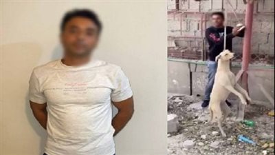 بعد ضبطه.. اعترافات مثيرة للمتهم بتعذيب كلب ضال وربطه بعمود إنارة حتى نفوقه
