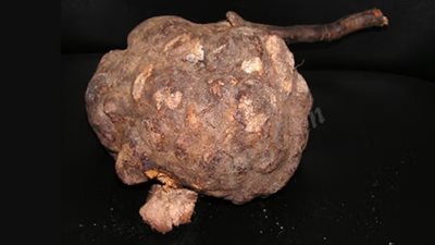 العشبة الصينية