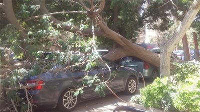 سقوط شجرة على سيارة بالمعادي 