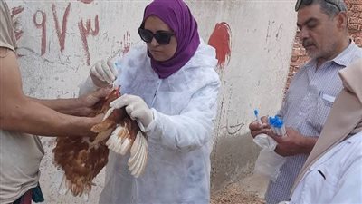 مديرية الطب البيطري بدمياط تنفذ جولة ميدانية بمزارع الدواجن بفارسكور اليوم ميدانيا