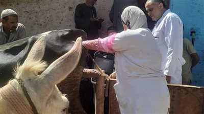 عالجت 100 رأس ماشية و1200 طائر.. قافلة بيطرية مجانية بكفر إخشا بالغربية 