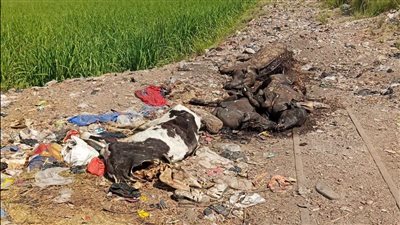 بالصور.. إزالة حيوانات نافقة وتطهير طريق كهرباء أرمنت في الأقصر