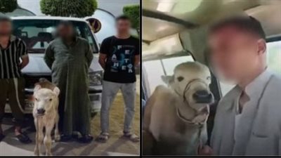 وضعوه مع الركاب.. ضبط سائق ومزارعان لتحميلهم عجل داخل ميكروباص بالبحيرة 