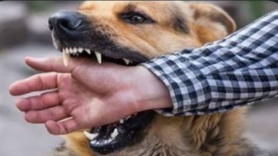 إصابة 3 أشخاص عقرهم كلب مسعور بقنا