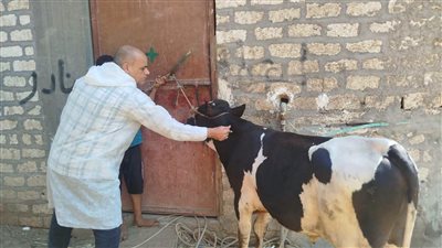 تحصين أكثر من 76 ألف رأس ماشية ضمن الحملة القومية بالمنيا 