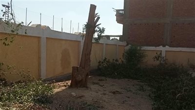قرار عاجل لـ«محافظ سوهاج» ضد مسؤولي مدرستين بساقلتة بسبب «التقليم الجائر» لأشجار معمرة