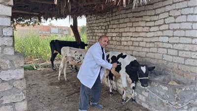 محافظ المنيا: تحصين 185 ألفًا و841 رأس ماشية ضد الحمى القلاعية وحمى الوادي 