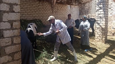 بيطرى الأقصر يعلن موعد إنطلاق الحملة القومية للتحصين ضد مرض الجلد العقدى