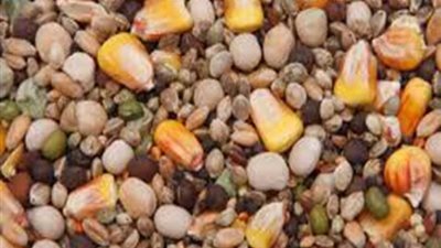 مباحث التموين تداهم مصنع علف بالقليوبية