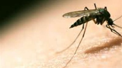 «القومي للبحوث» ينظم ندوة عن الوقاية من فيرس «زيكا»
