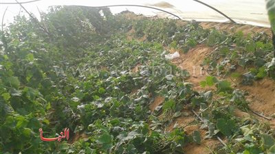 بالصور.. الرياح والأمطار تكبد المزارعين بالمحافظات خسائر فادحة